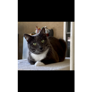 Image of Kika, Lost Cat