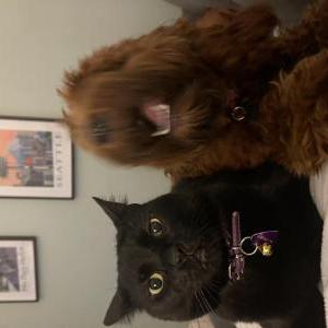 Image of Lucy, Lost Cat