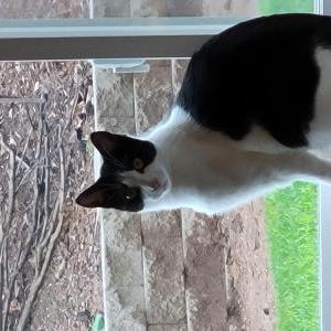 Image of Billy Boy, Lost Cat