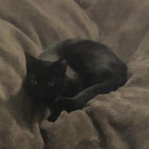 Lost Cat nala