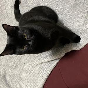 Image of Spur, Lost Cat