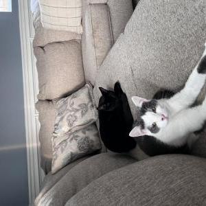 Image of Fiona, Lost Cat