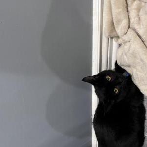 Image of Lip, Lost Cat