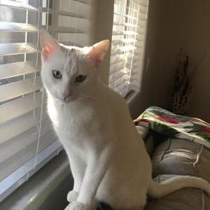 Image of Finn, Lost Cat