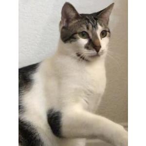Image of Toby, Lost Cat