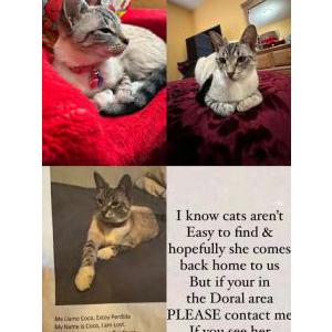 Image of Coco, Lost Cat