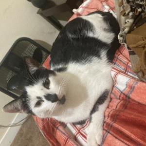 Image of Cash, Lost Cat