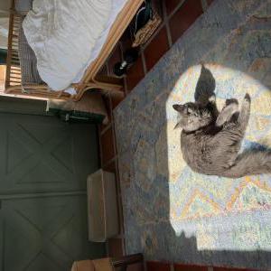 Image of Binx, Lost Cat