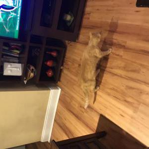 Image of unknown, Found Cat