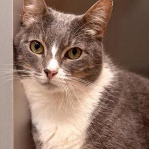 Image of EDDIE, Lost Cat