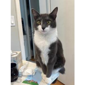 Image of Rita, Lost Cat