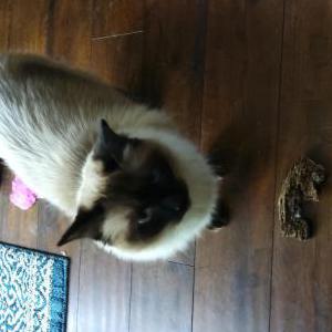 Image of Mr GiGi, Lost Cat