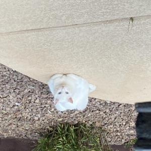 Lost Cat Gato