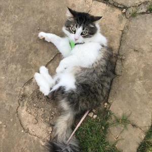 Image of Kittenz, Lost Cat