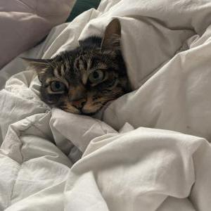 Image of Alia, Lost Cat