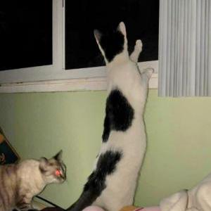 Image of Dinah, Lost Cat