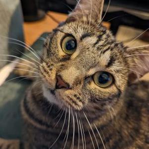 Image of Xena, Lost Cat