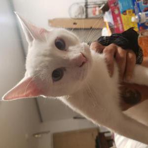 Lost Cat Blanco