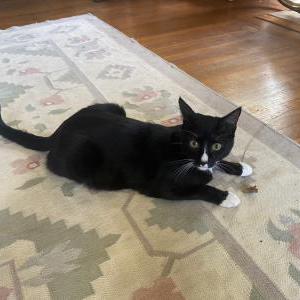 Image of Charlie, Lost Cat