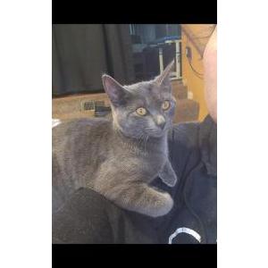 Lost 2 Kitty (RI)