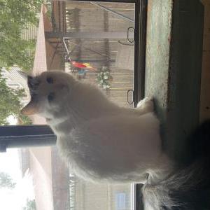 Image of Marshy, Lost Cat