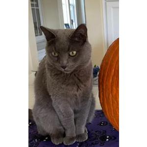 Lost Cat Gray