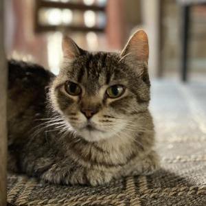 Image of Elvis, Lost Cat