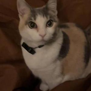 Lost Cat Willow