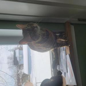 Lost 2 Leo (MN)