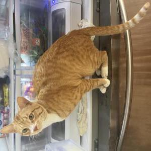 Lost Cat Garfield