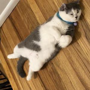 Image of no name, Lost Cat
