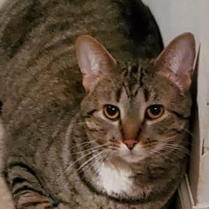 Lost 2 VIKTOR (FL)