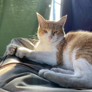 Image of Kingslayer, Lost Cat