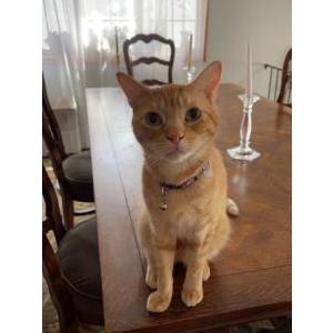 Image of Cheddar, Lost Cat