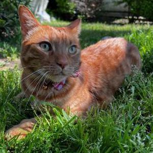 Image of Leo, Lost Cat