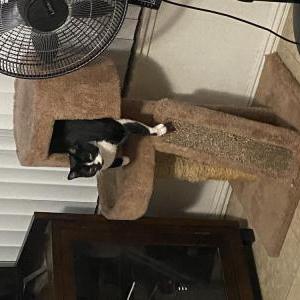 Image of Gypsy, Lost Cat