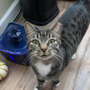 Lost Cat Milo