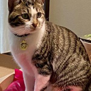 Lost 2 Finnegan (Finn) (TX)