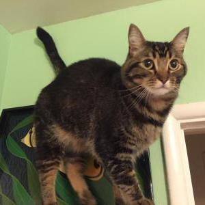 Image of Reese, Lost Cat