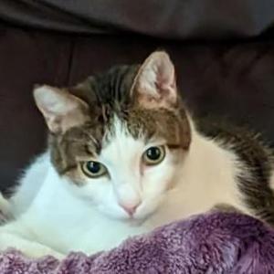 Image of Ricky Bobby, Lost Cat
