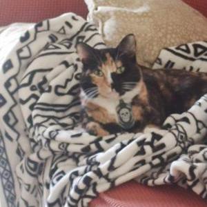 Image of Cleo, Lost Cat