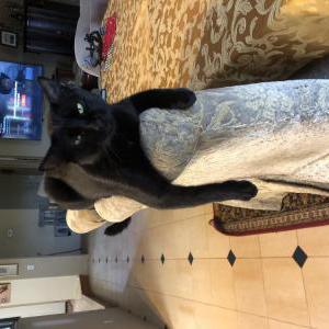 Image of Salem, Lost Cat