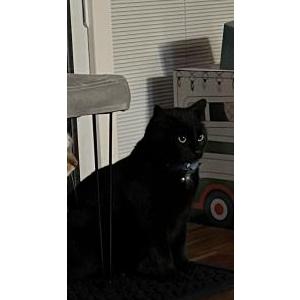 Image of Snider, Lost Cat
