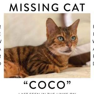 Lost Cat Coco