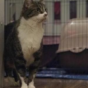 Lost Cat Sparkles