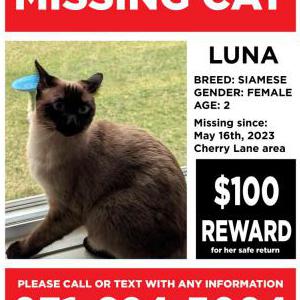 Lost Cat Luna