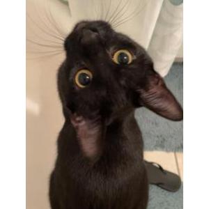 Image of Luna, Lost Cat
