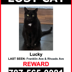 Lost Cat Lucky