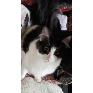 Image of Boo, Lost Cat