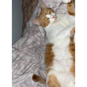 Image of Busa, Lost Cat
